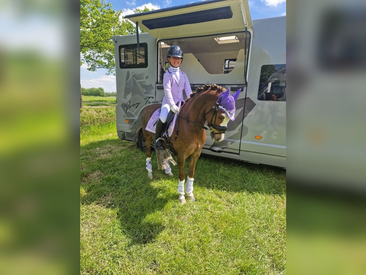 Welsh B Hongre 8 Ans 127 cm Alezan brûlé in Oss