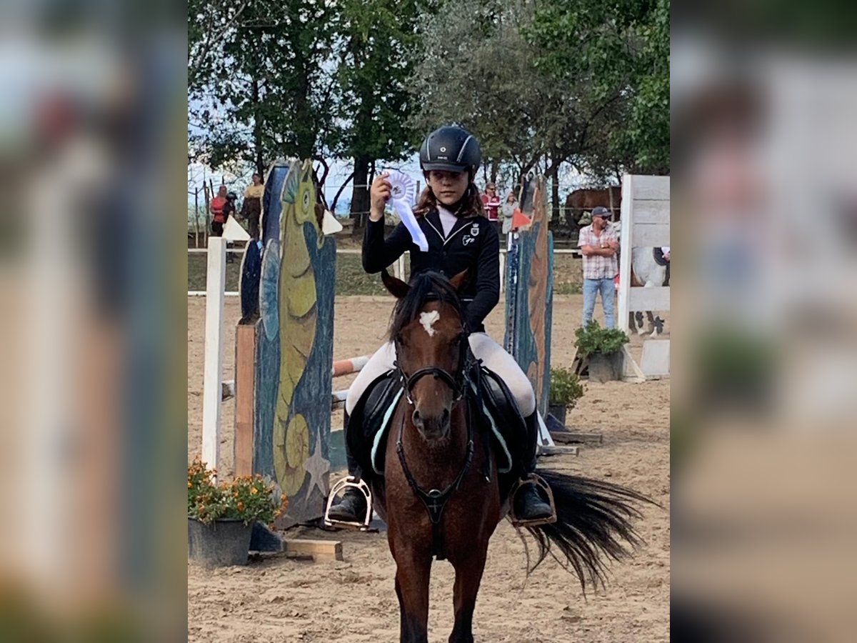 Welsh B Jument 11 Ans 135 cm Bai cerise in Dunaharaszti