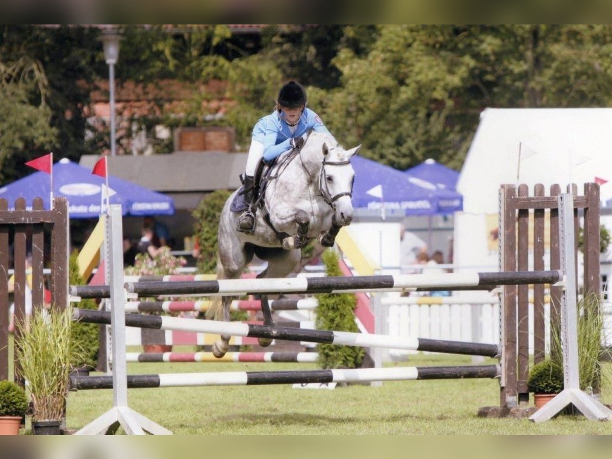 Welsh B Jument 16 Ans 145 cm Gris in Aachen