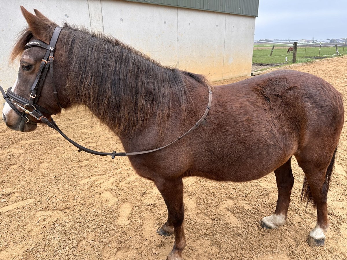 Welsh B Jument 20 Ans 130 cm Alezan in Markt Schwaben