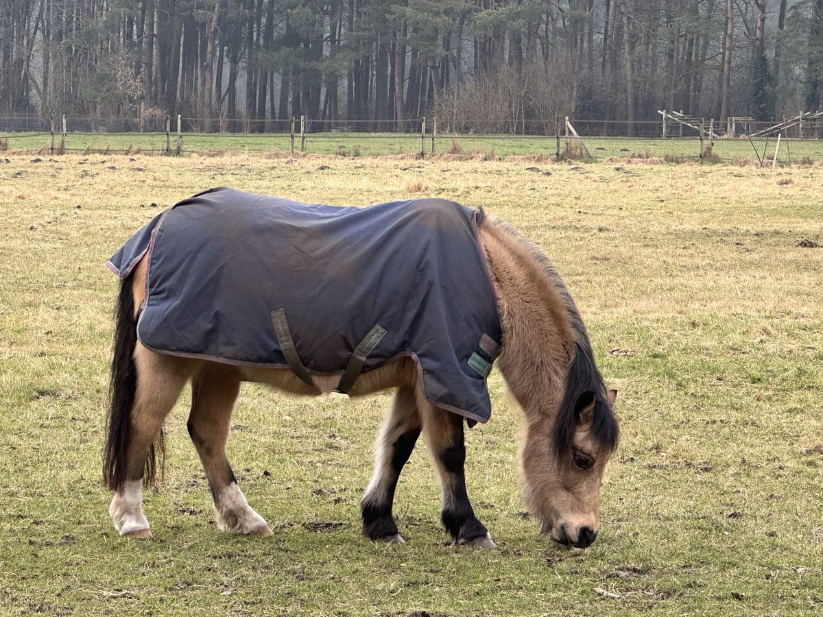 Welsh B Jument 21 Ans Champagne in Loon op Zand