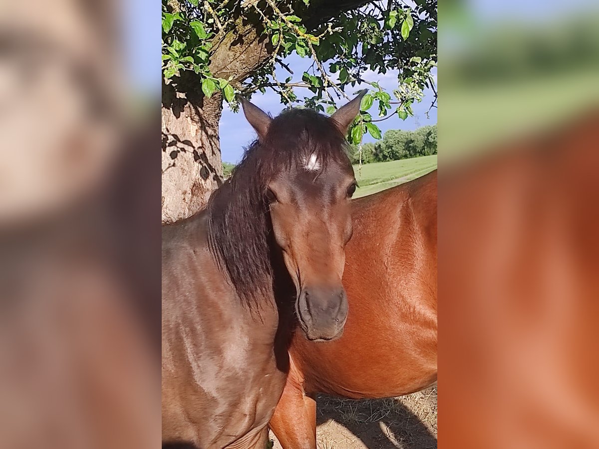 Welsh B Croisé Jument 2 Ans 130 cm Bai brun in Messkirch