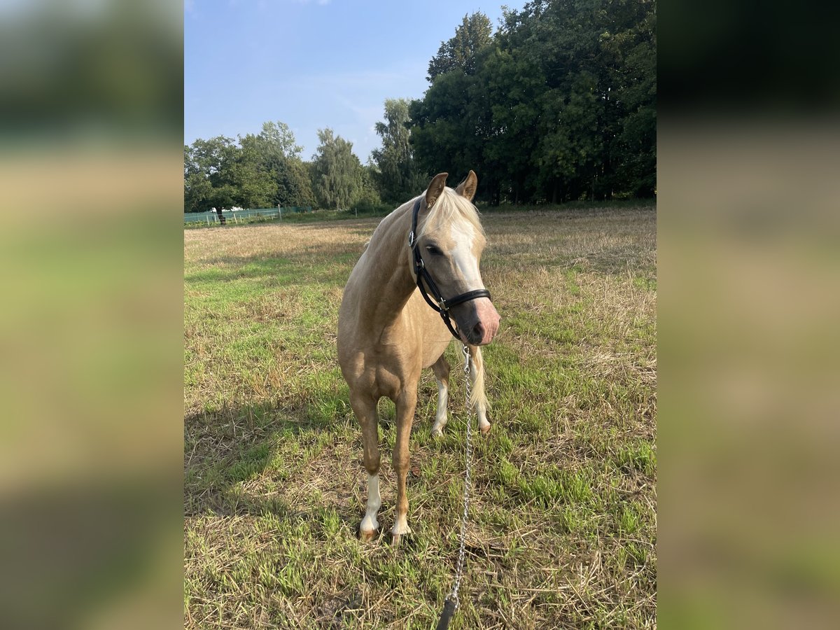 Welsh B Jument 2 Ans Palomino in Rumia