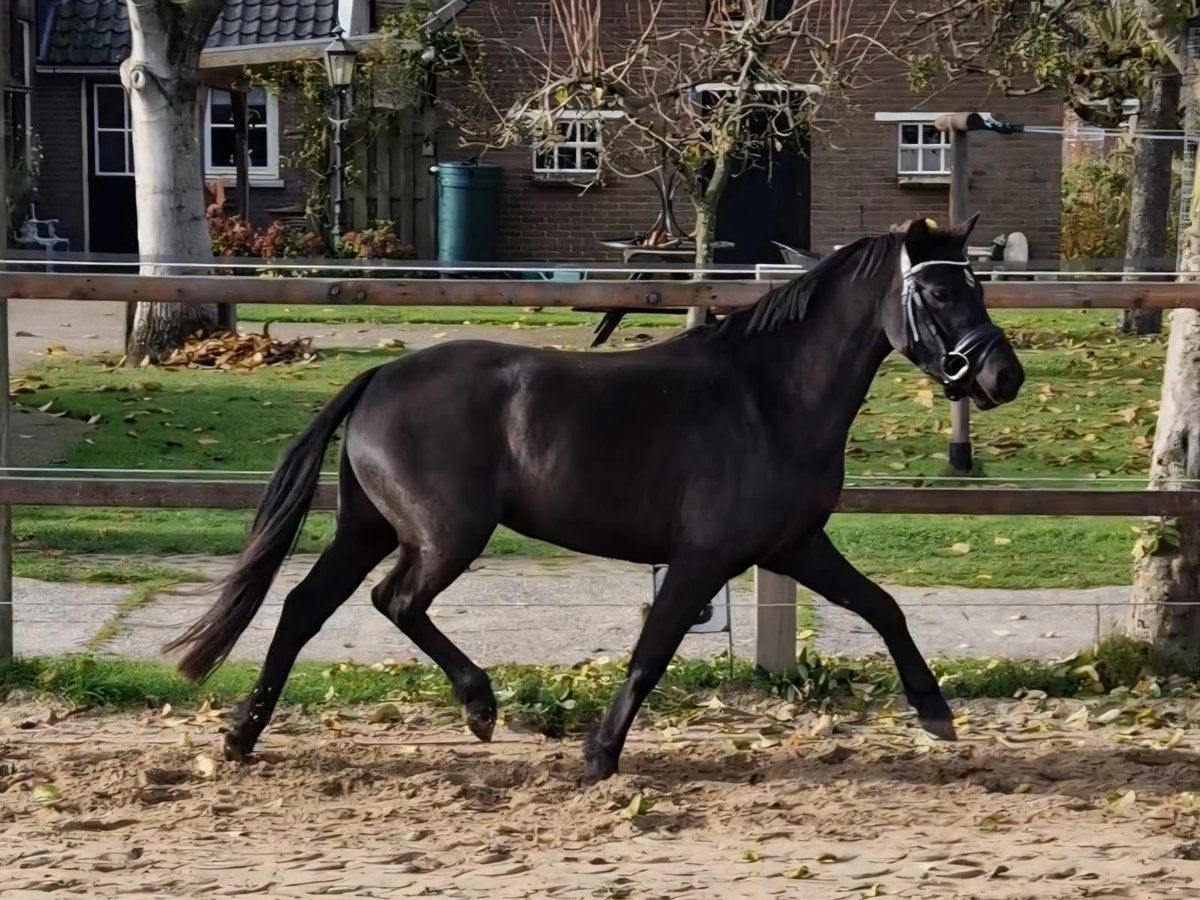 Welsh B Jument 3 Ans 125 cm Noir in Barchem