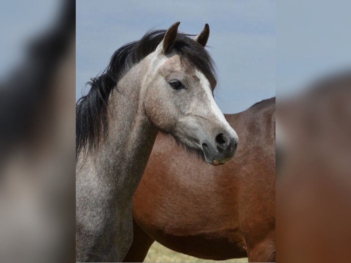 Welsh B Jument 3 Ans 125 cm Peut devenir gris in Riedering