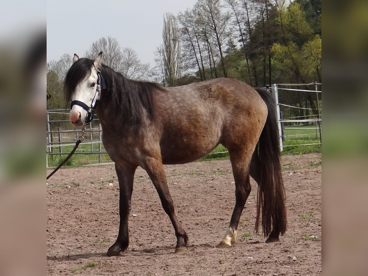 Welsh B Jument 3 Ans 130 cm Gris (bai-dun) in Diebach
