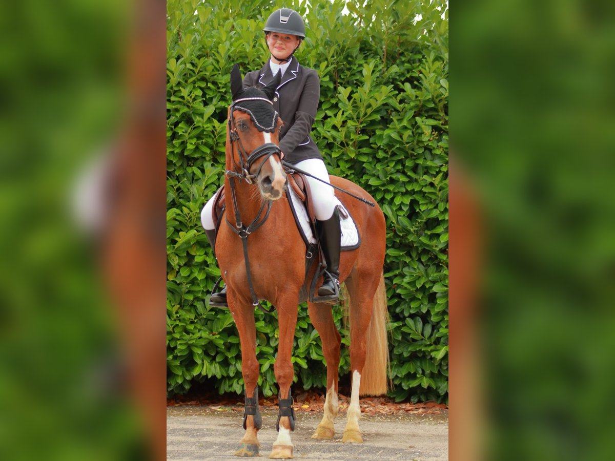 Welsh B Jument 4 Ans 145 cm Alezan in Wilsum