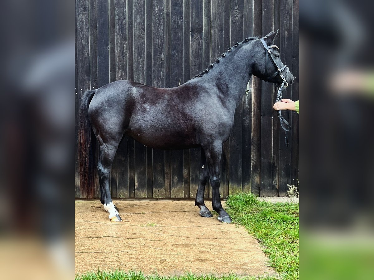 Welsh B Jument 6 Ans 134 cm Noir in Dahlenburg