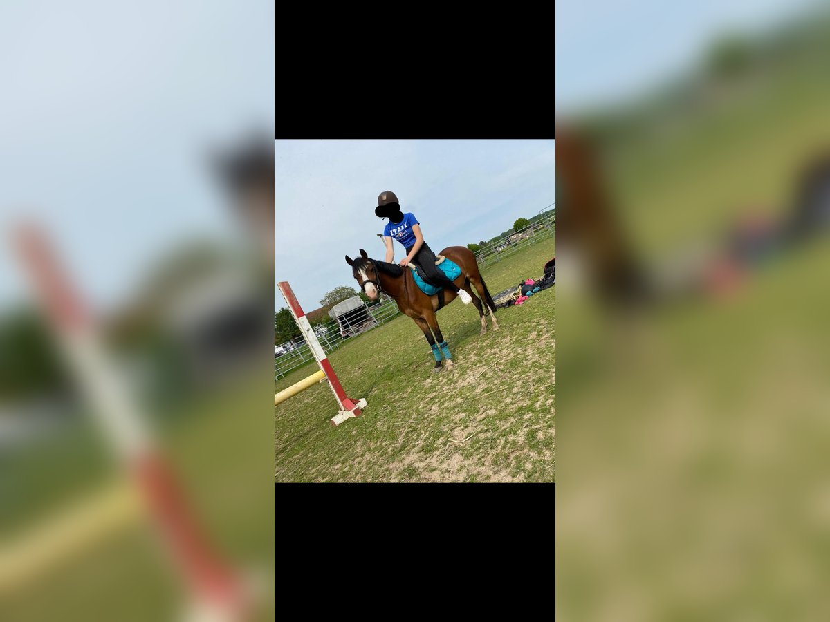 Welsh B Jument 7 Ans 130 cm Bai in Extertal