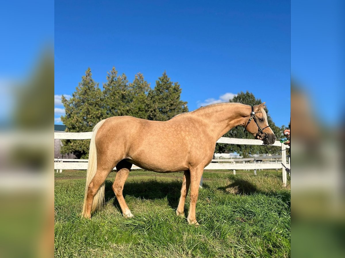 Welsh B Jument 7 Ans 132 cm Palomino in Tata