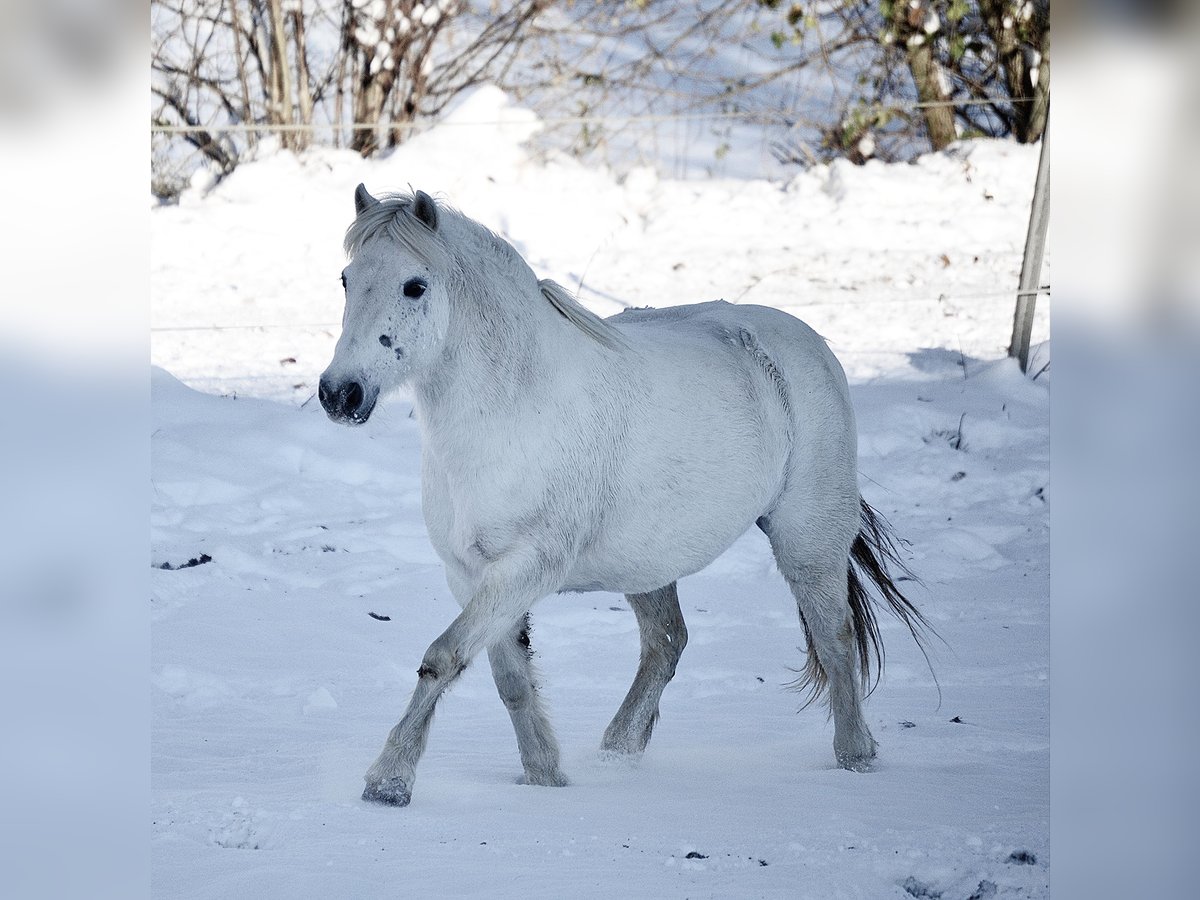 Welsh B Mix Mare 10 years 11,2 hh Gray in Bad Endbach