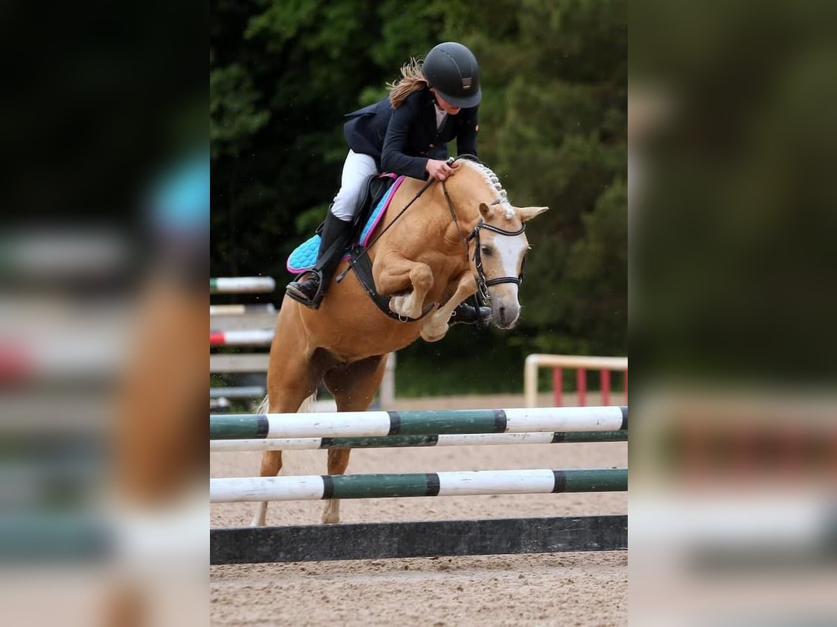 Welsh B Mare 10 years 12,1 hh in Riga