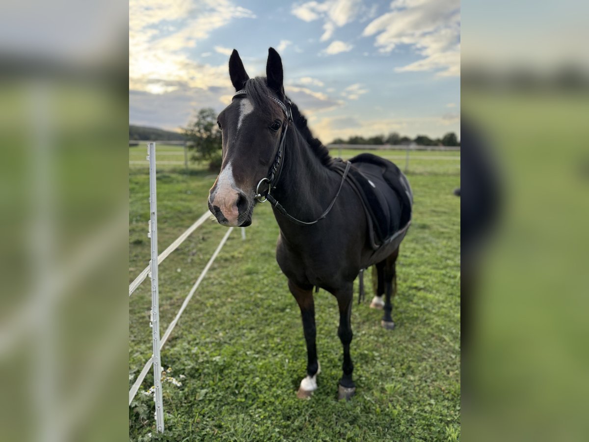 Welsh B Mare 10 years 12,2 hh Bay-Dark in MindenMinden
