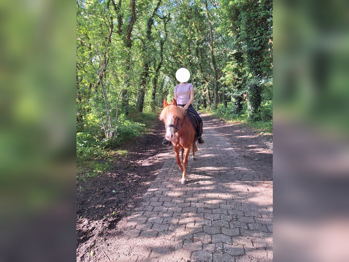 Welsh B Mix Mare 10 years 13,2 hh Chestnut-Red in Bremen