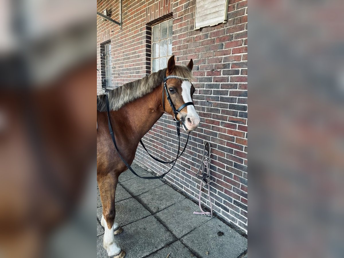 Welsh B Mare 10 years 13,1 hh Chestnut in Zetel