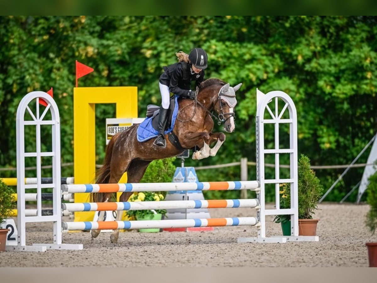 Welsh B Mare 11 years 12,2 hh Chestnut-Red in Basadingen