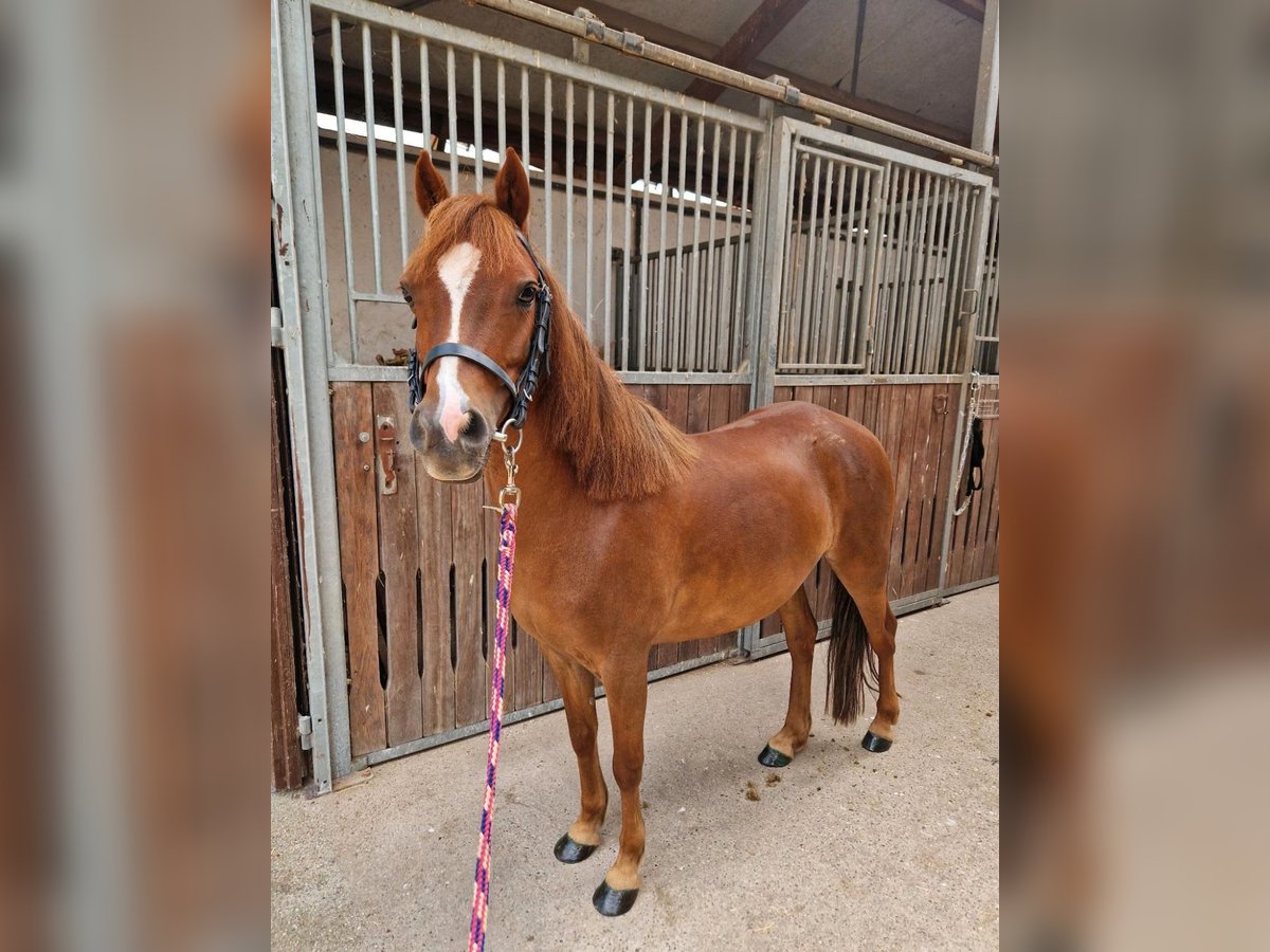 Welsh B Mare 11 years 13 hh Chestnut-Red in Heddesheim