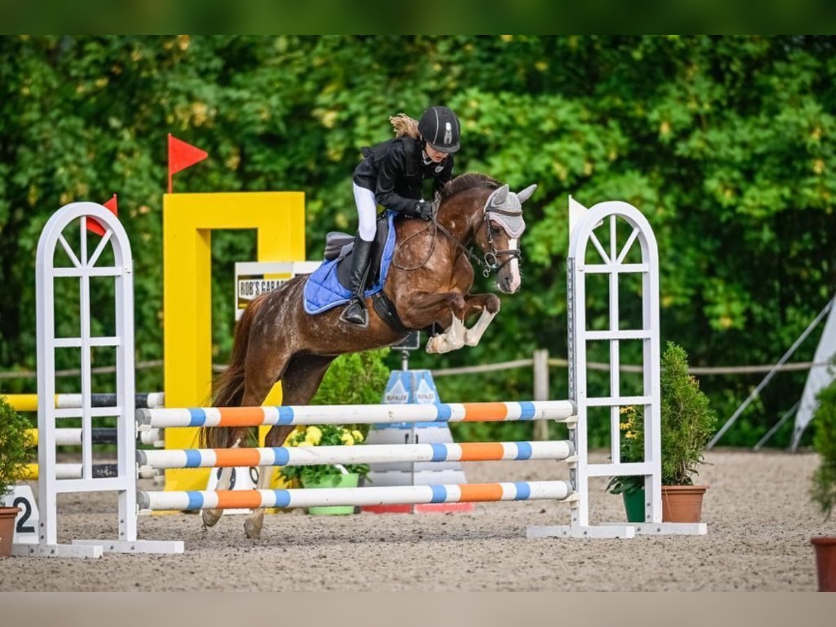 Welsh B Mare 12 years 12,2 hh Chestnut-Red in Basadingen