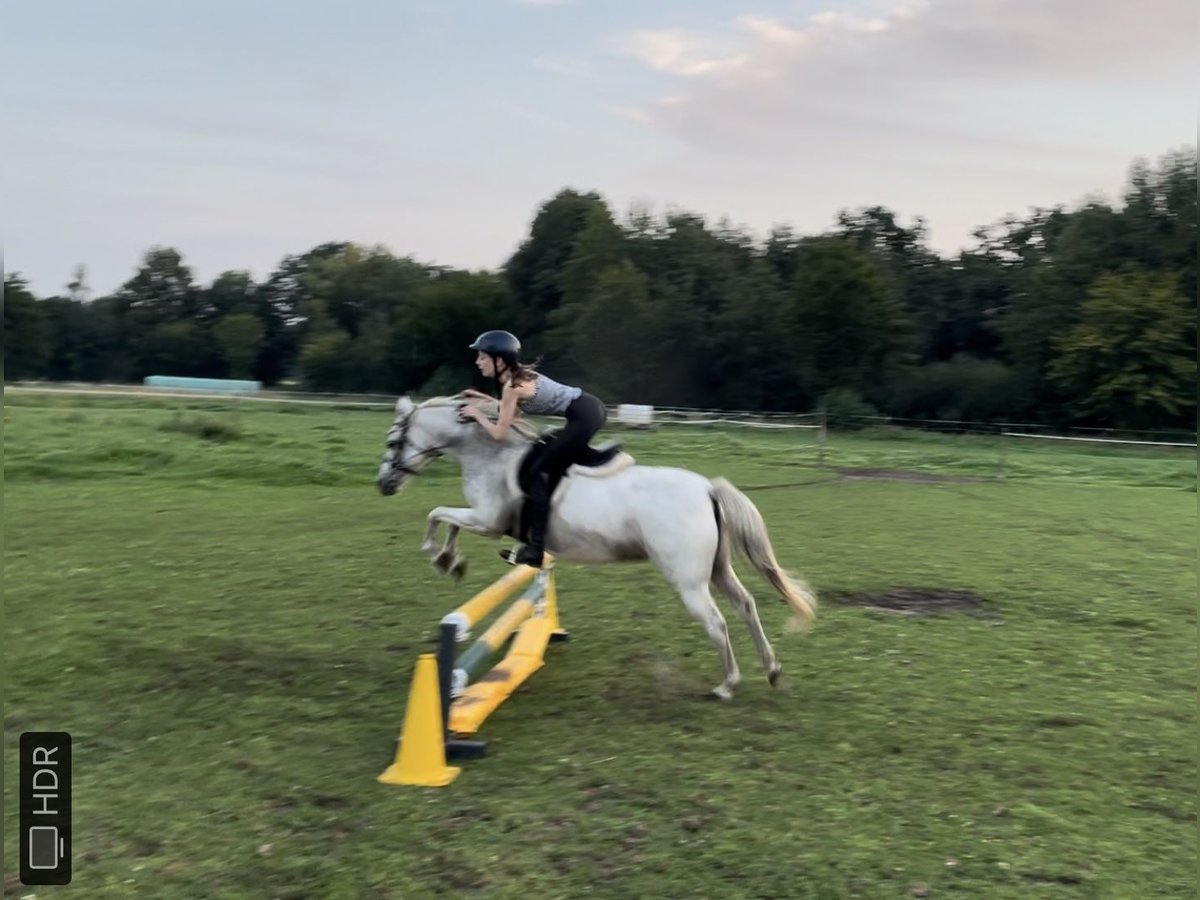 Welsh B Mare 12 years 12,2 hh Gray in Brockel