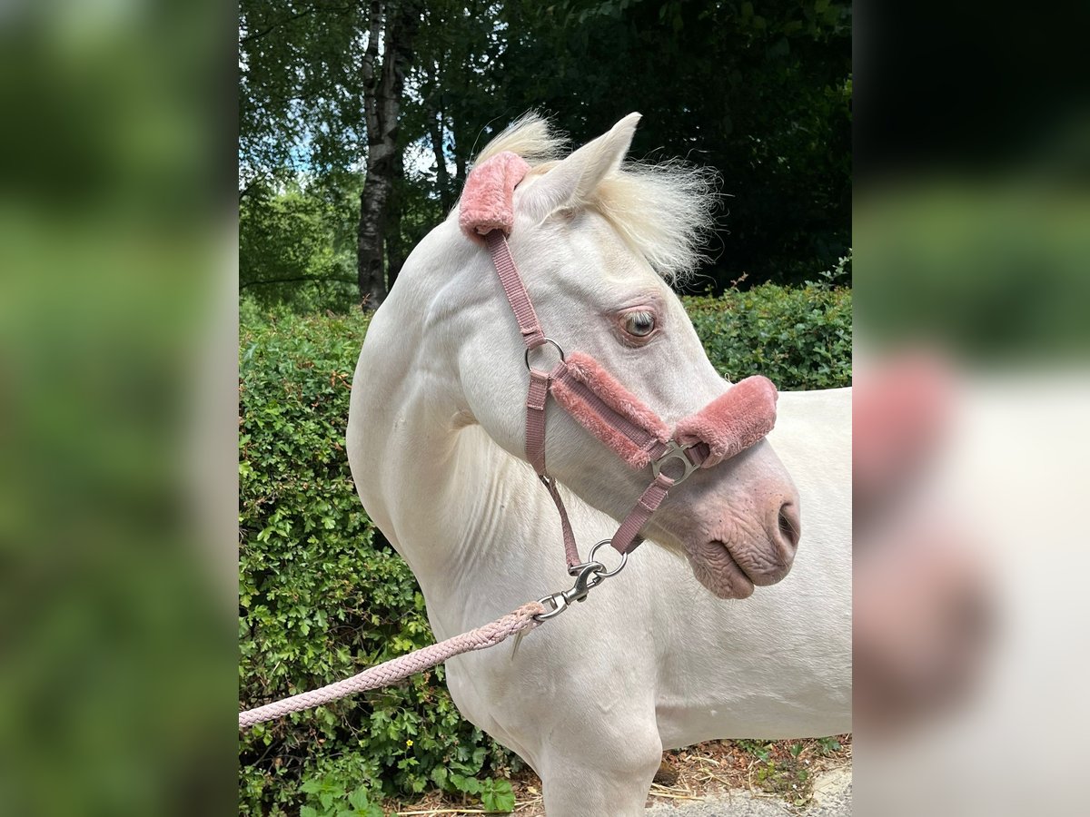 Welsh B Mare 12 years 12,1 hh Perlino in Wetter (Ruhr)