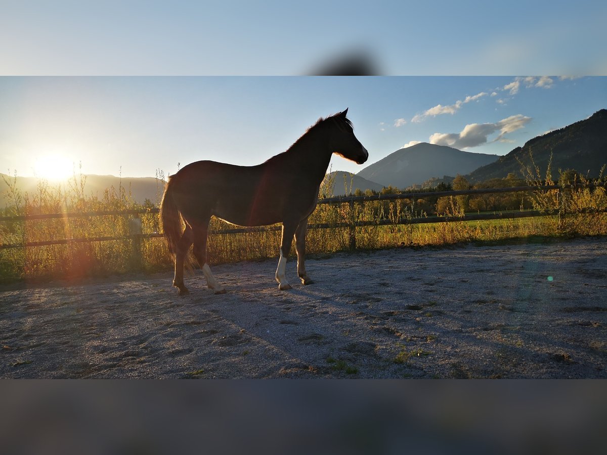 Welsh B Mix Mare 12 years 13,1 hh Chestnut-Red in Admont