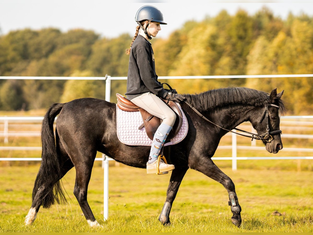 Welsh B Mare 13 years 12,1 hh Black in stanica