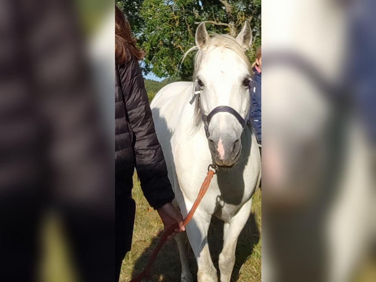 Welsh B Mix Mare 13 years 12,2 hh Gray-Dapple in Breitenthal