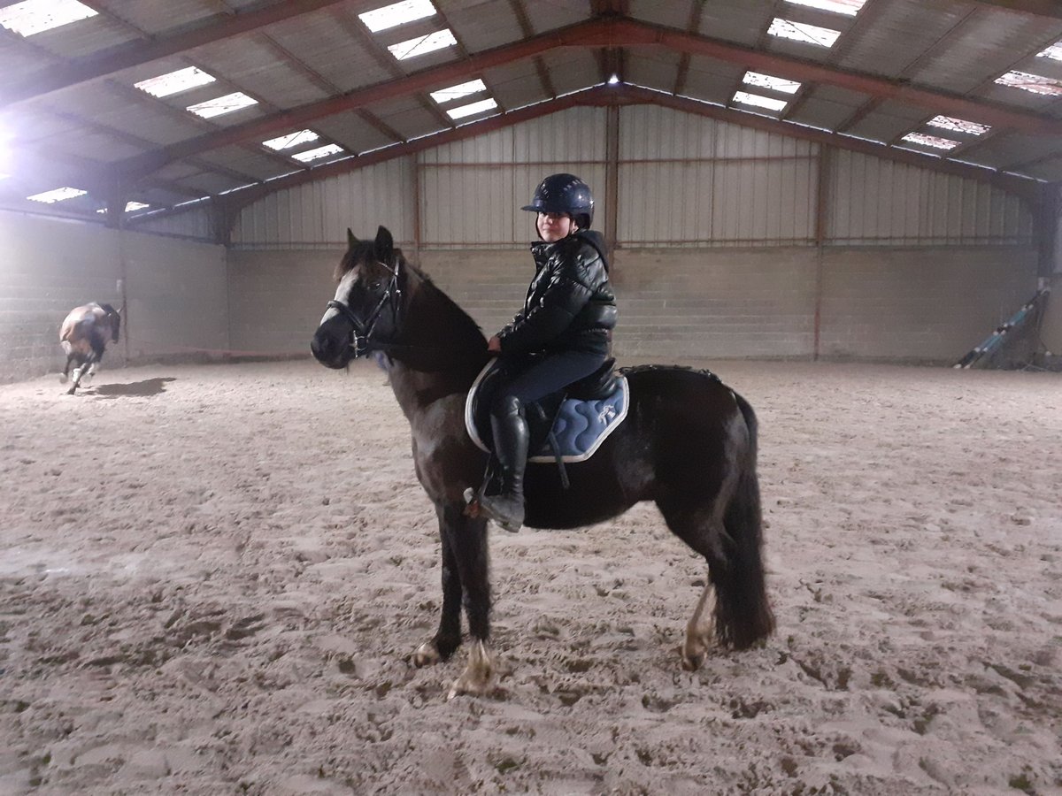 Welsh B Mare 13 years 12 hh Black in Larçay
