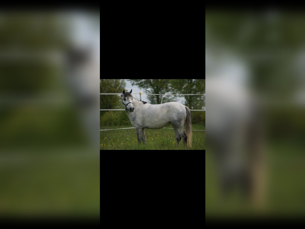 Welsh B Mare 13 years 12 hh Gray-Blue-Tan in Neulingen