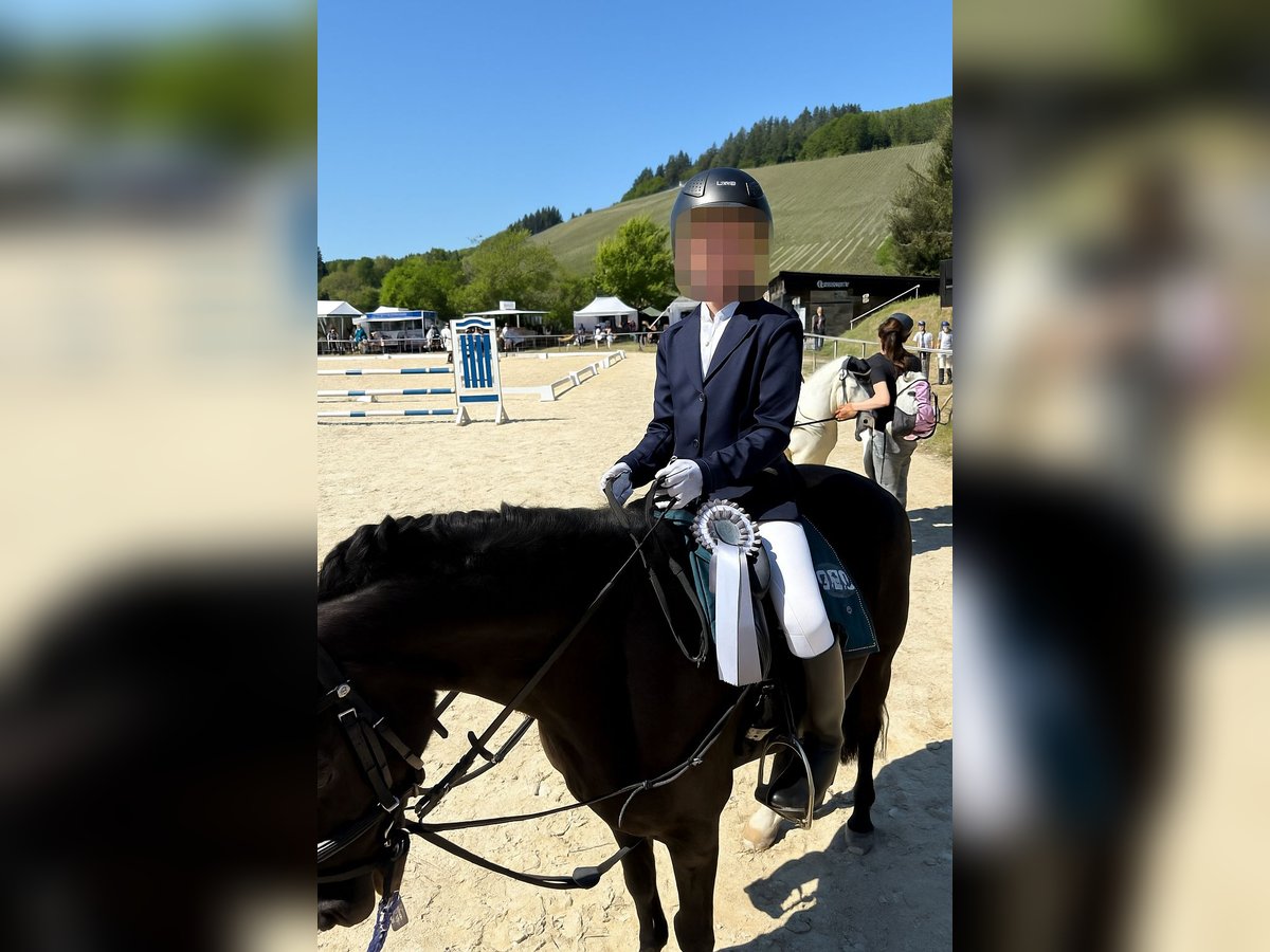 Welsh B Mare 13 years 12,1 hh Black in Bernkastel-Kues