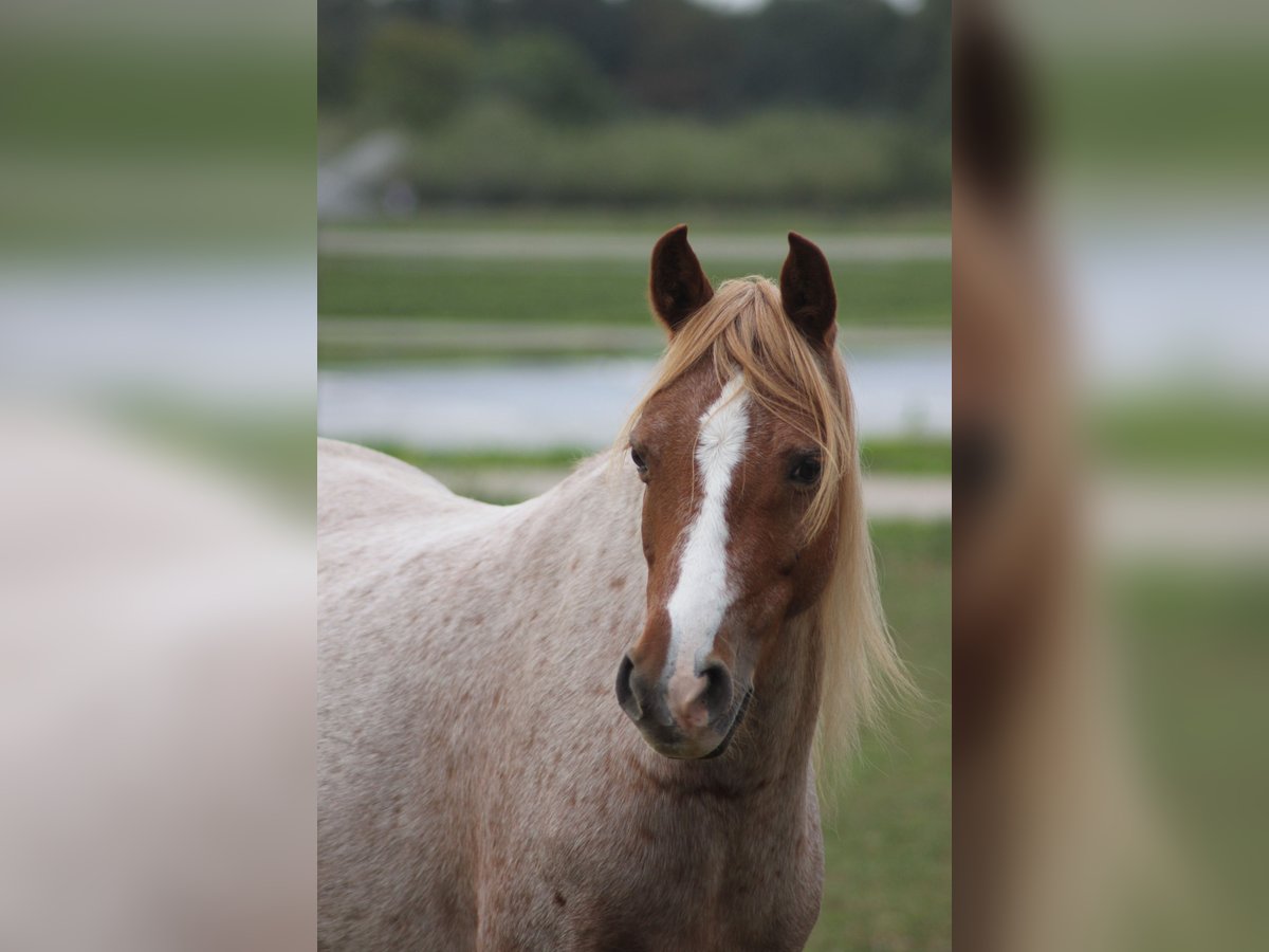 Welsh B Mare 13 years 12,2 hh Roan-Red in Zwingenberg