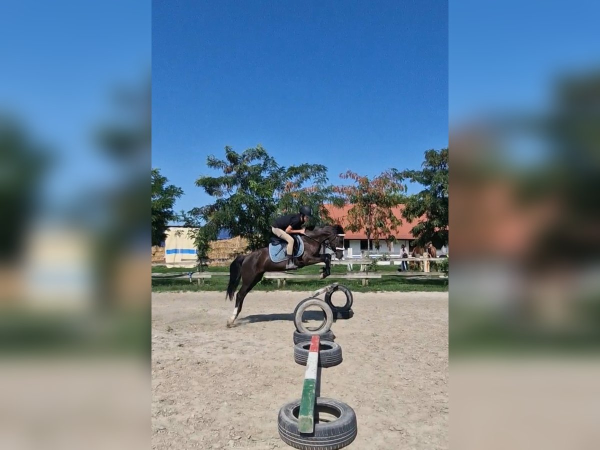 Welsh B Mare 14 years 13 hh Bay-Dark in Rohovce