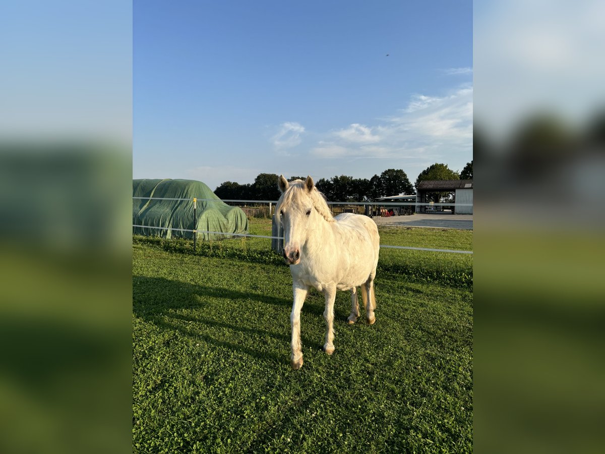 Welsh B Mix Mare 15 years 12,1 hh Gray in Dohren