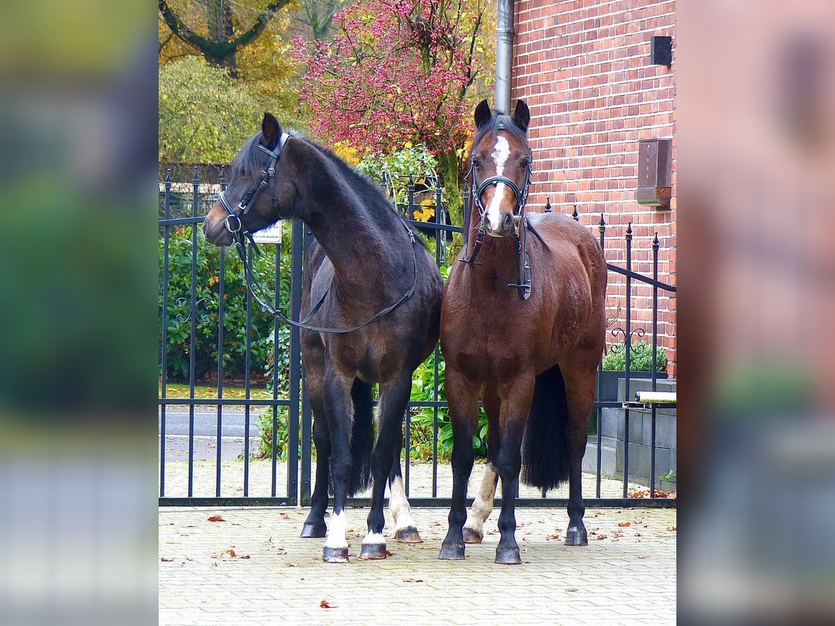 Welsh B Mare 16 years 12,2 hh Brown in Halle