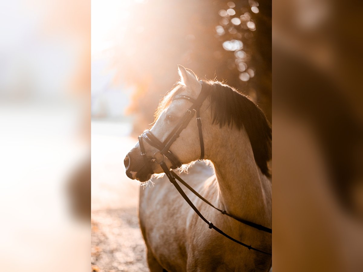 Welsh B Mare 16 years 12,1 hh Dun in Goch