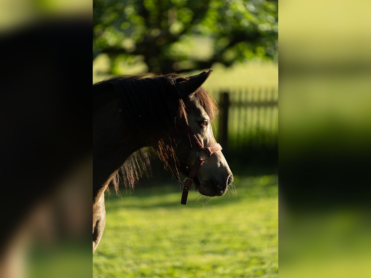Welsh B Mare 16 years 13,2 hh Dun in Uehlfeld