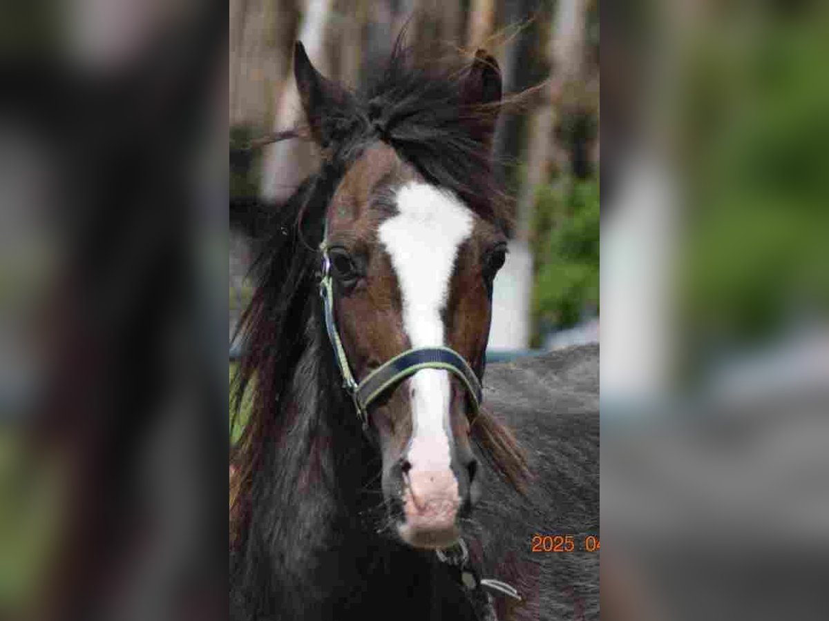 Welsh B Mare 17 years 11,2 hh Brown in Herzberg