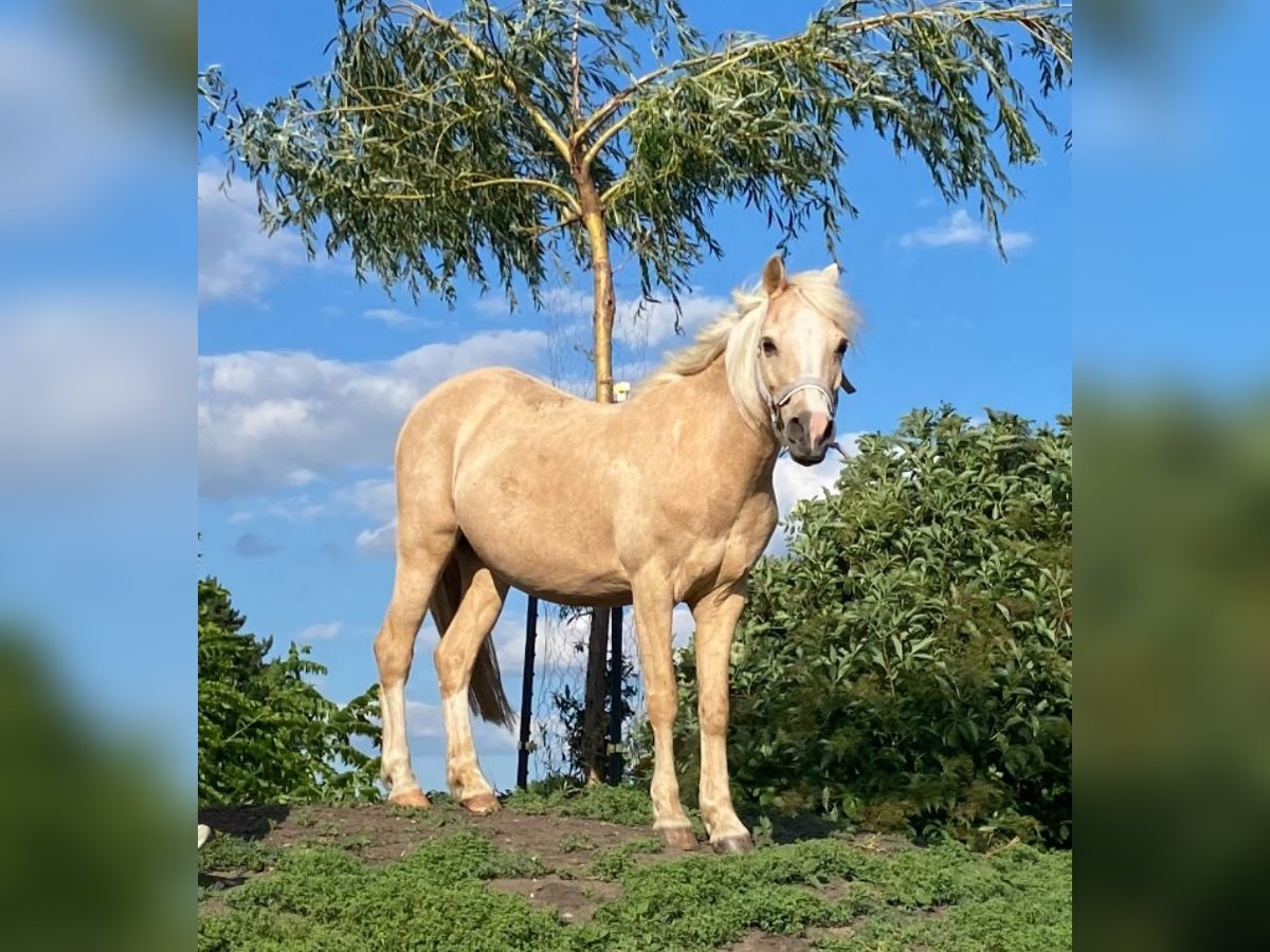 Welsh B Mare 17 years 12,1 hh Palomino in Gneixendorf