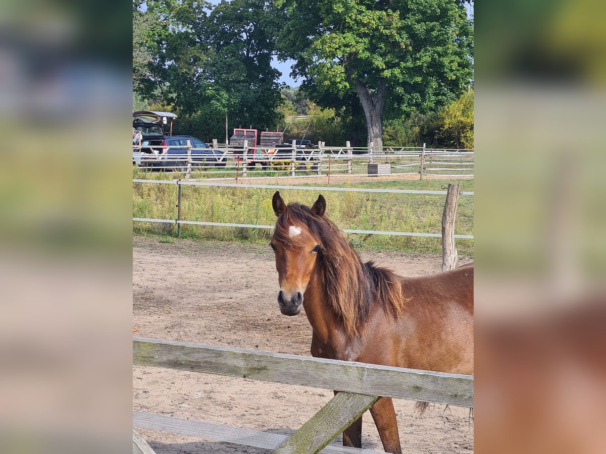 Welsh B Mix Mare 1 year 10,2 hh in Perleberg