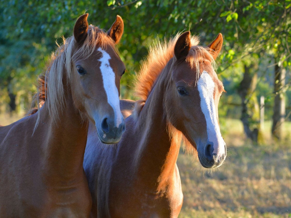 Welsh B Mare 1 year 13 hh Chestnut-Red in Rennertshofen