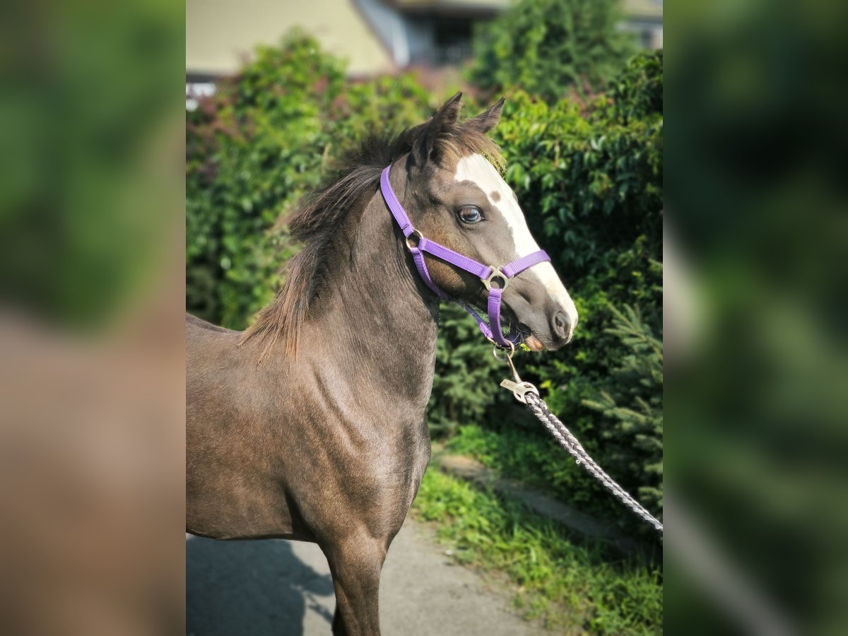 Welsh B Mare 1 year Buckskin in Zawada