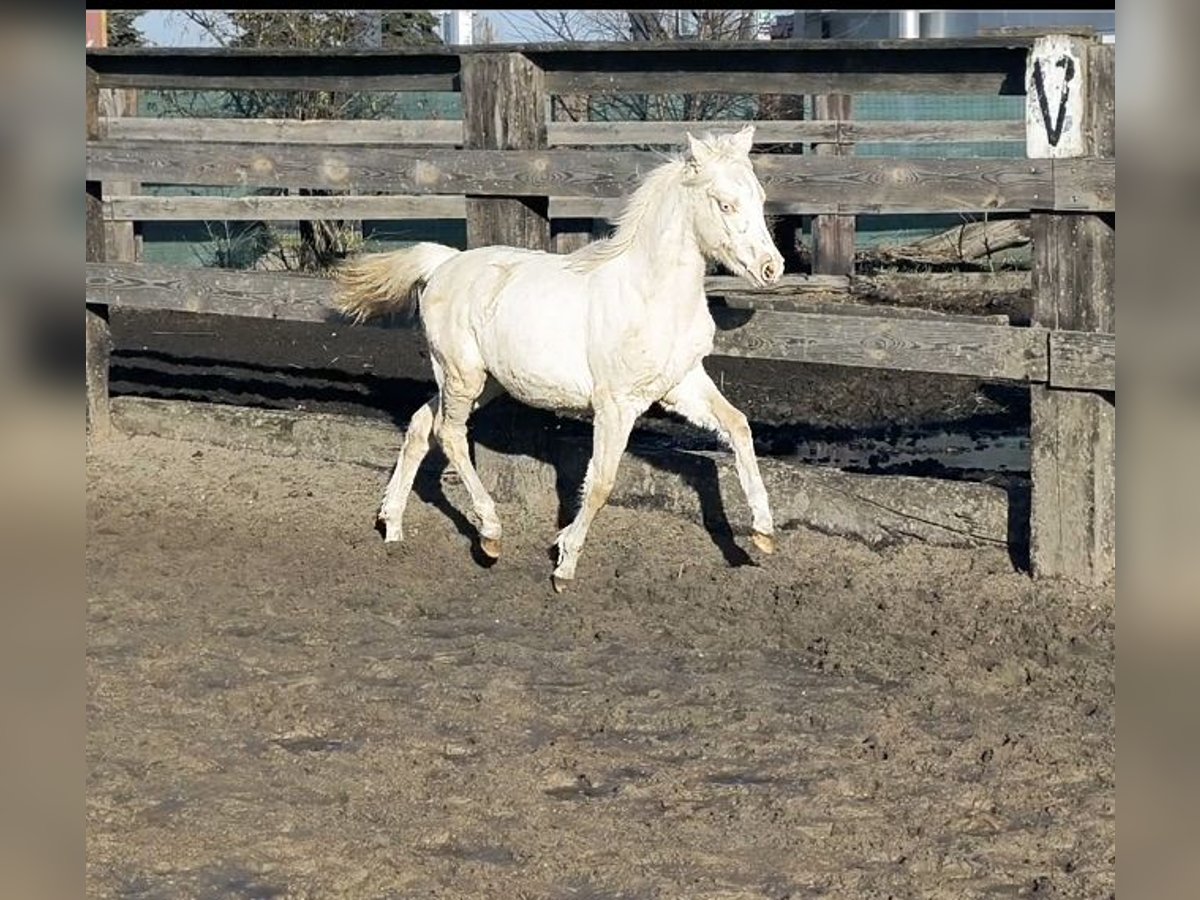 Welsh B Mare 1 year Cremello in Zawada