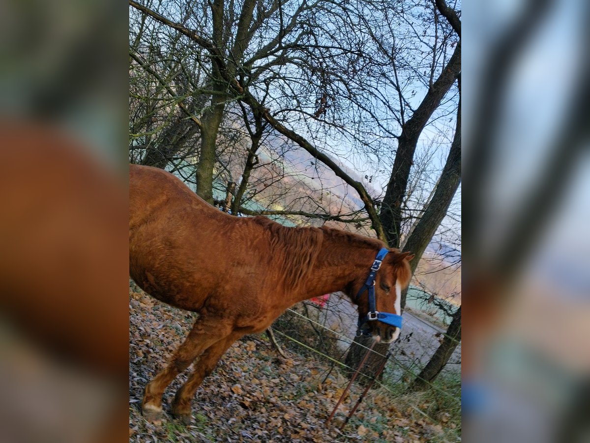 Welsh B Mare 25 years 12,3 hh Chestnut-Red in Freienorla