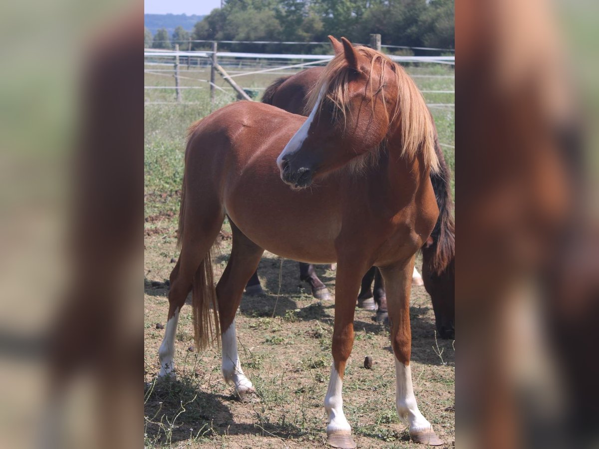 Welsh B Mare 2 years 11,2 hh Chestnut-Red in FEUGAROLLES