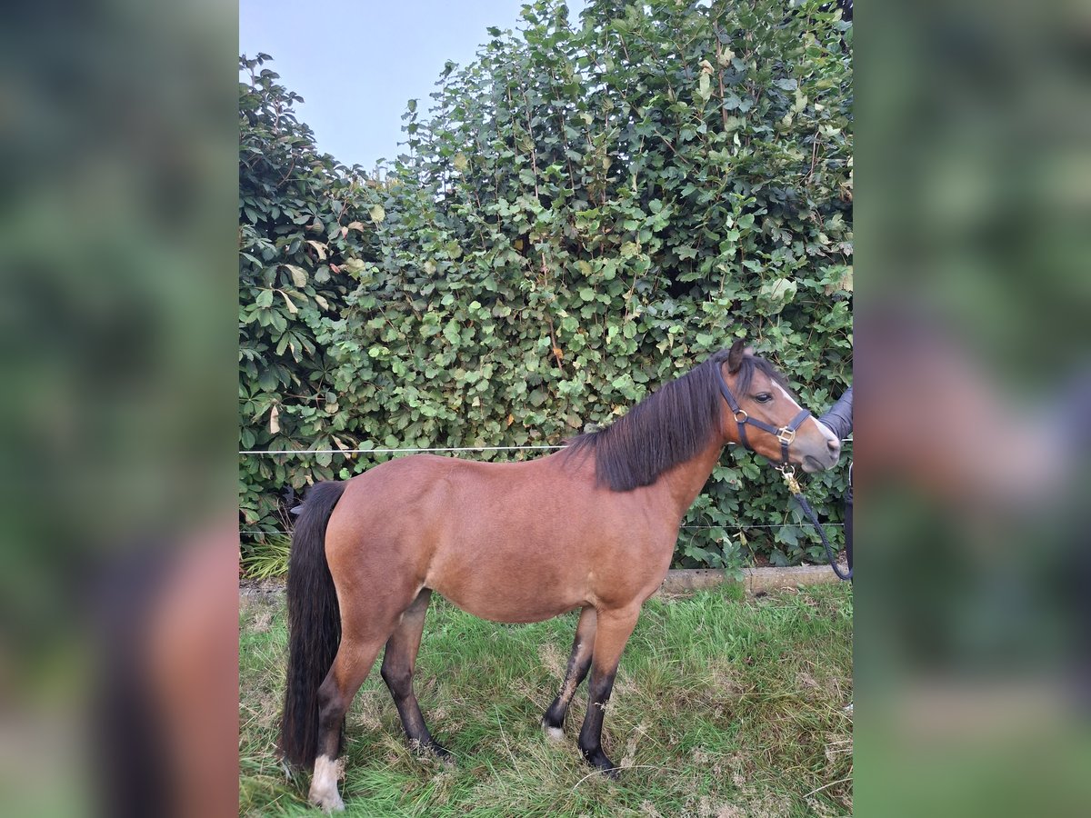 Welsh B Mix Mare 2 years 12,1 hh Brown in Lamstedt