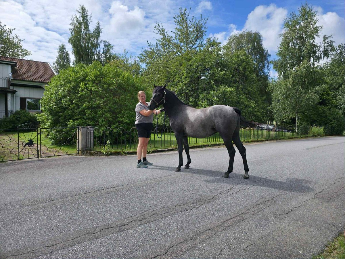 Welsh B Mare 2 years 13,2 hh Grey in Emmaboda