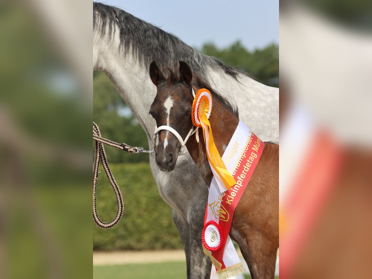 Welsh B Mare 2 years Roan-Blue in Frankenberg (Eder)