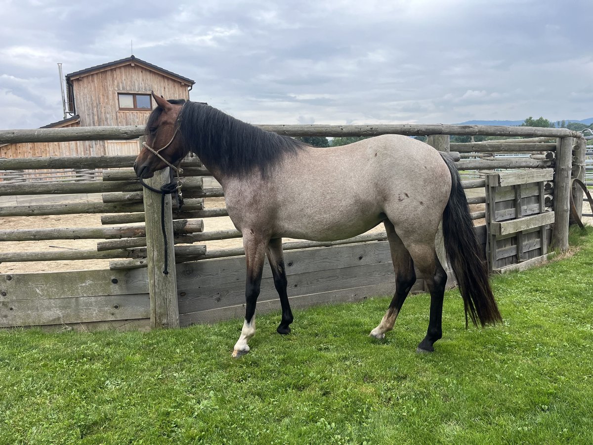 Welsh B Mare 3 years 11,2 hh Roan-Bay in Netolice
