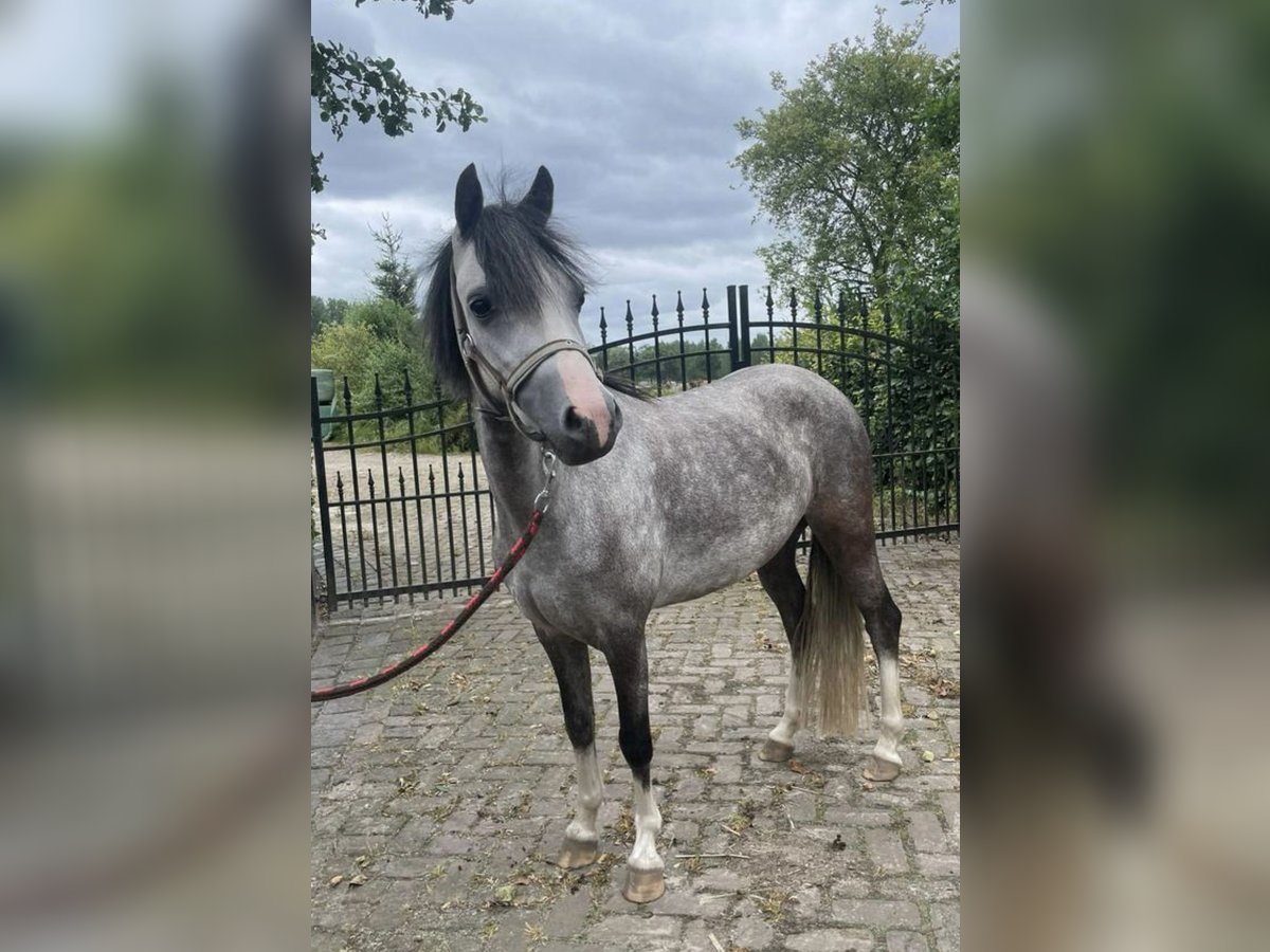 Welsh B Mare 3 years 12,1 hh Gray in Delft