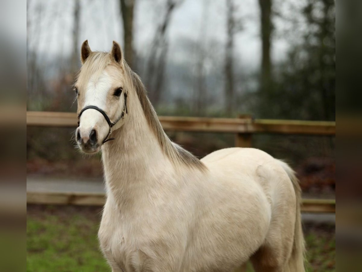 Welsh B Mare 3 years 12,1 hh Palomino in Aalten